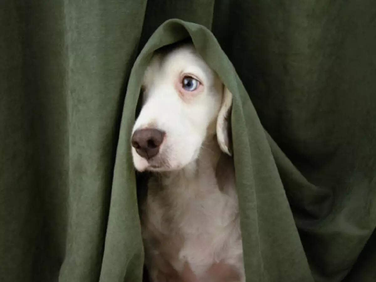 What Causes Dog Anxiety In Car