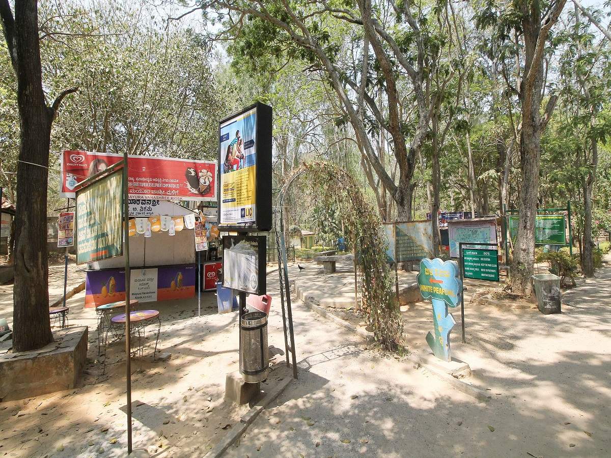 Now, take a bus to Bannerghatta park and get free entry to Butterfly park on Mondays | Bengaluru News – Times of India