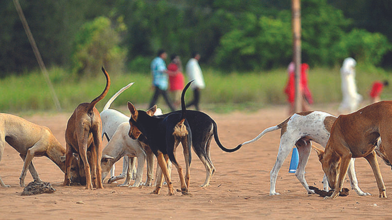 From Jan-Apr this yr, Goa saw one dog bite every 15 mins | Goa ...