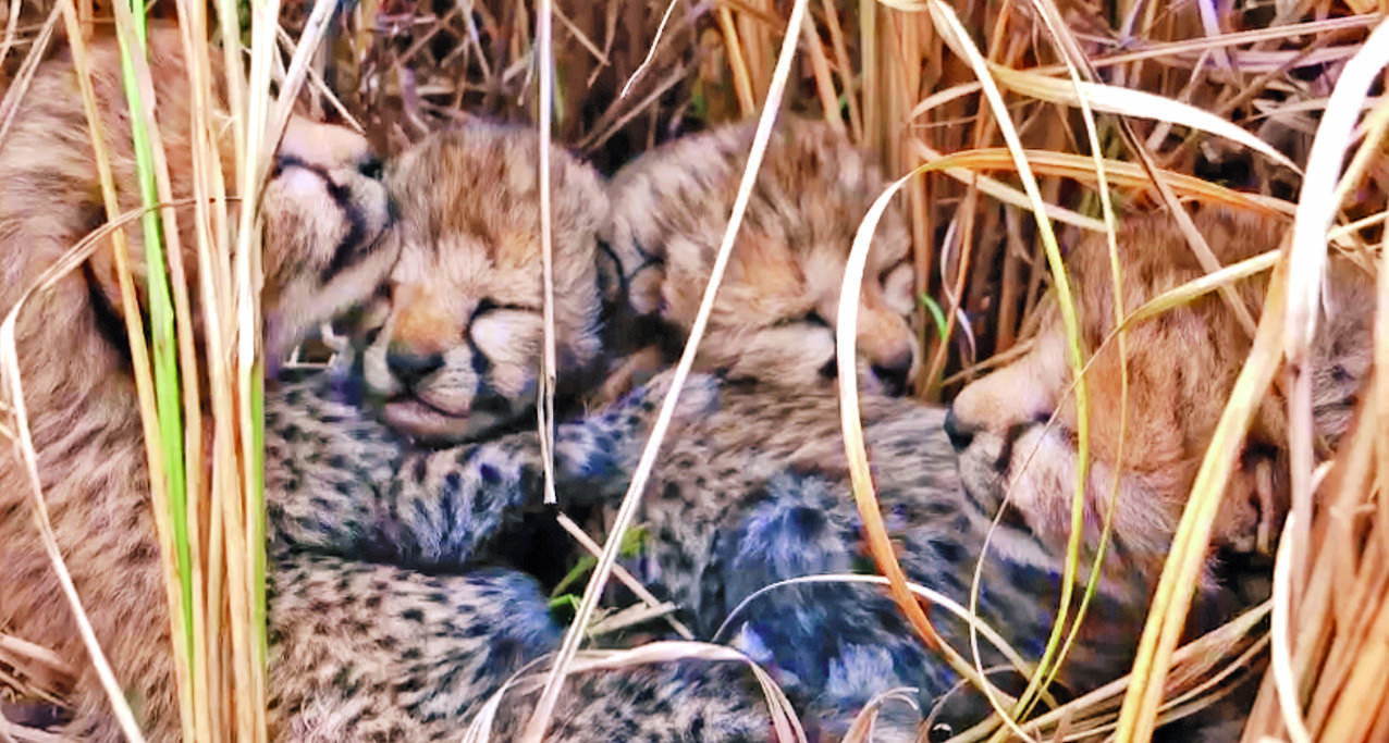 One of four cheetah cubs born in Kuno dies of weakness
