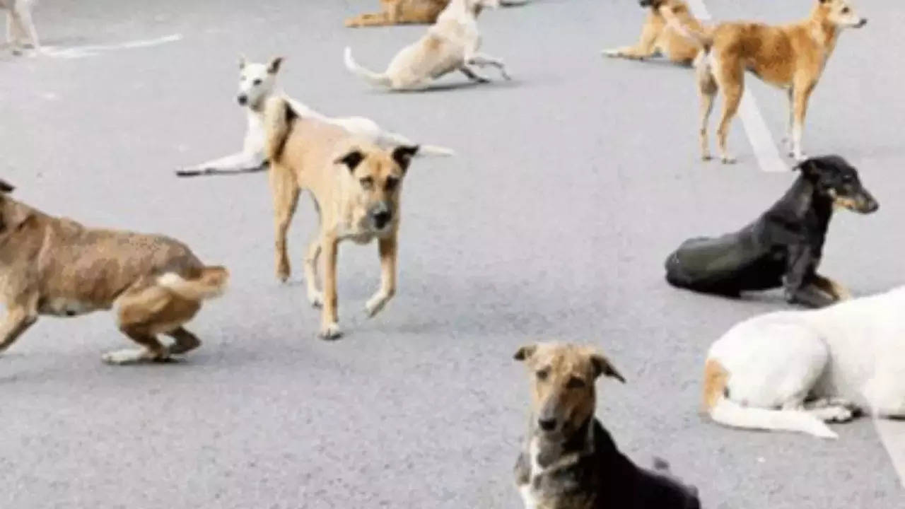 'Adopting a way to manage strays in New Town'