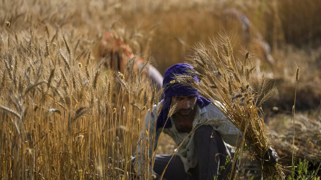 India's foodgrains output set to touch a new record at 330 million tonnes  in 2022-23 | India News - Times of India