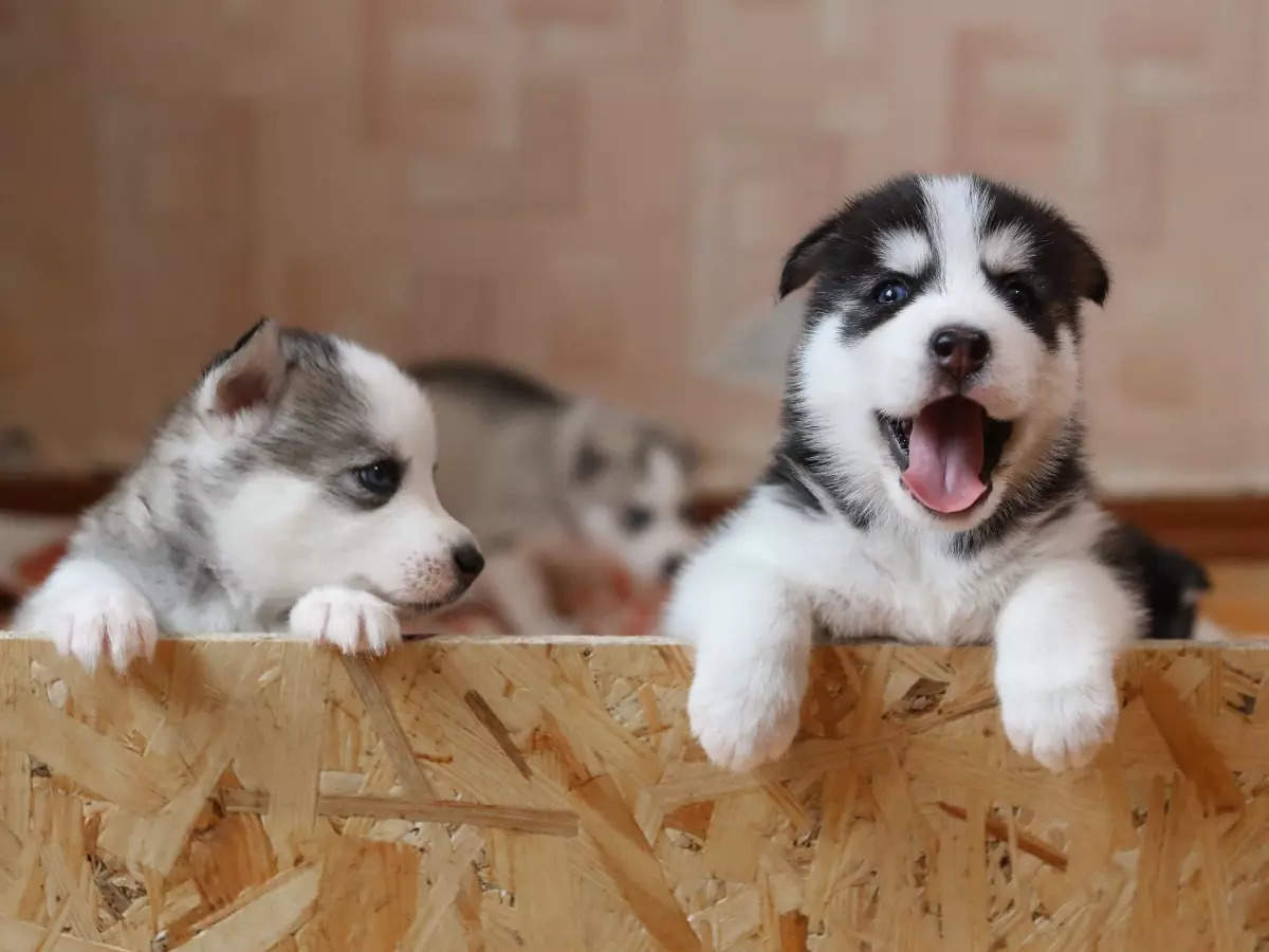 how often do you give a husky a bath