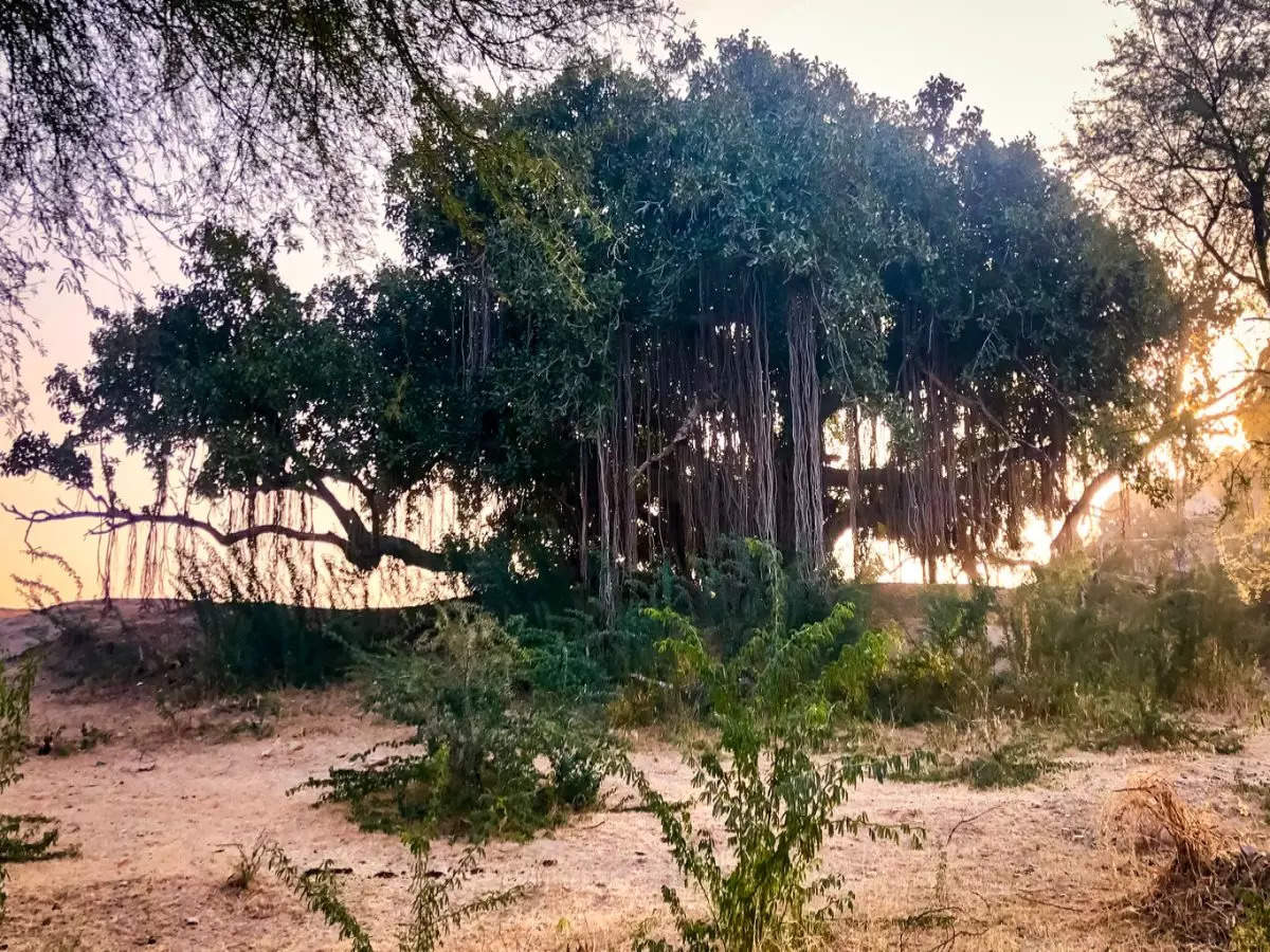 Bulandshahr’s 500-yr-old banyan tree crowned as the oldest banyan tree in the world!