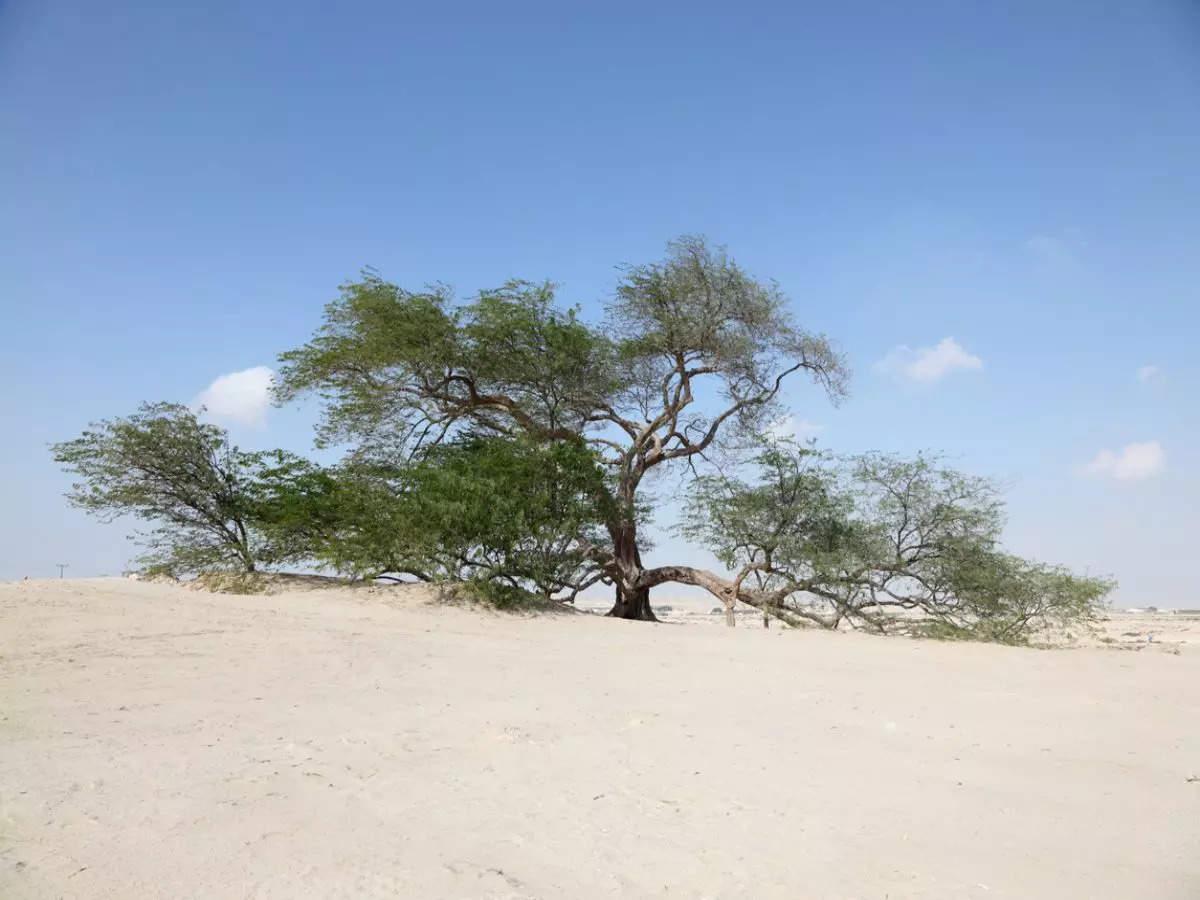 Tree of Life: A symbol of nature’s resilience in Bahrain