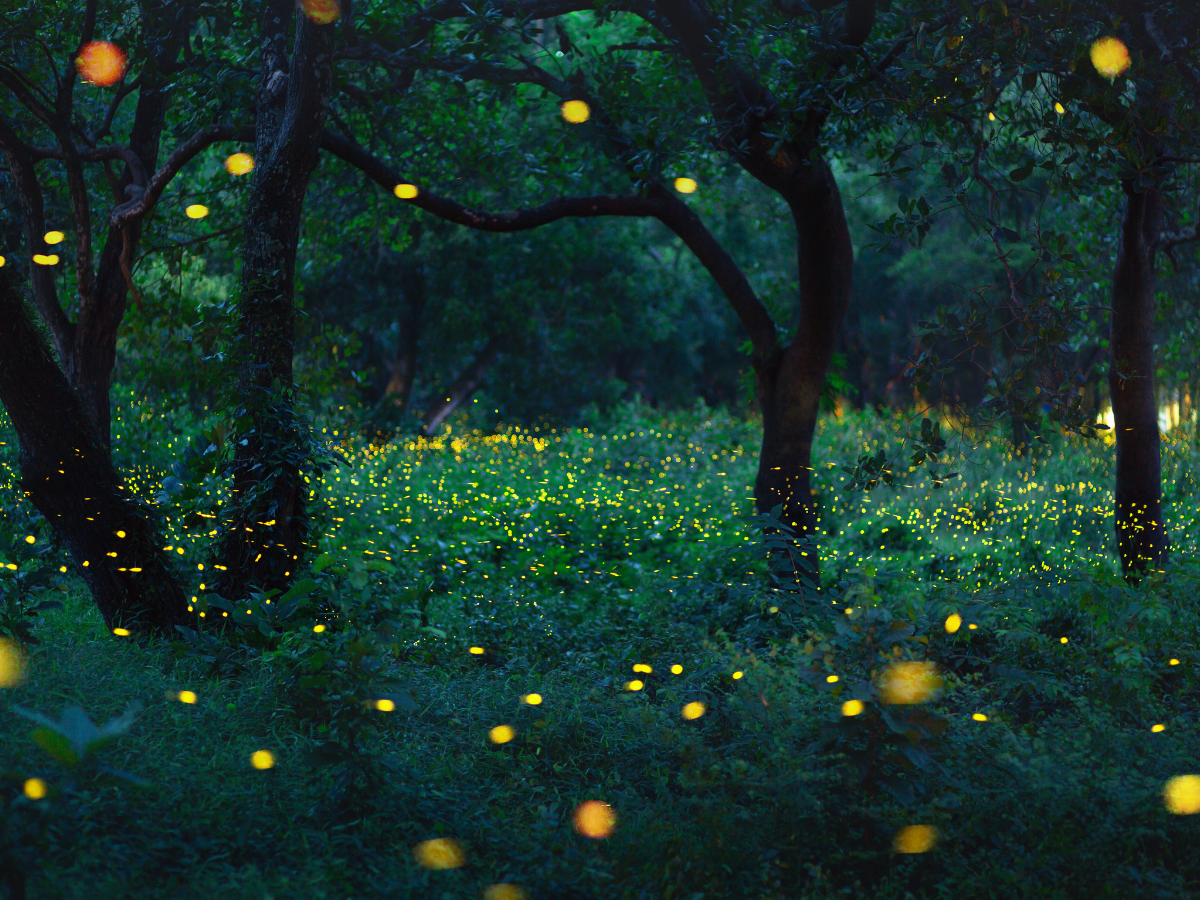Beyond Avatar, this mysterious glowing forest of India is a surprise package