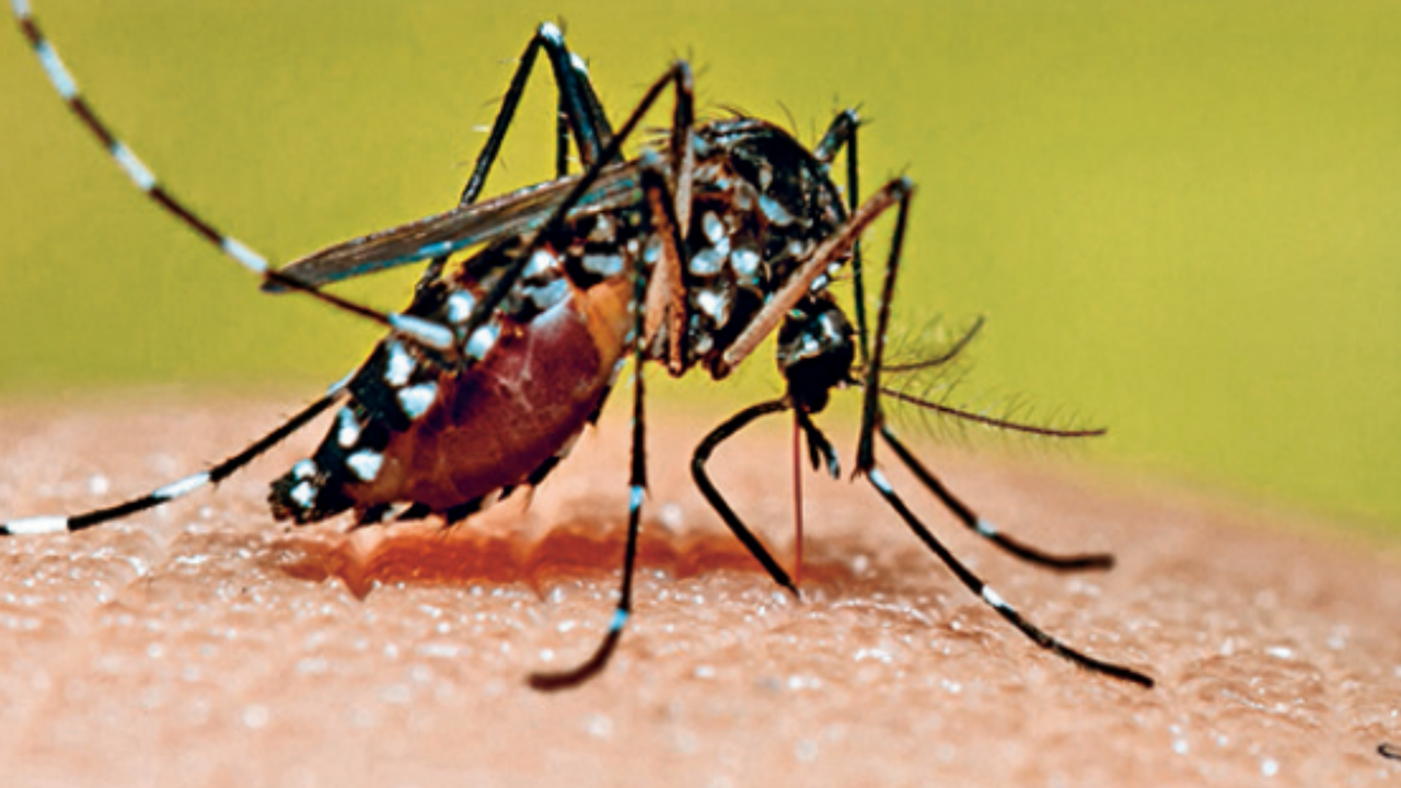 Dengue cases see rise across Maharashtra amid rain spells | Mumbai News – Times of India