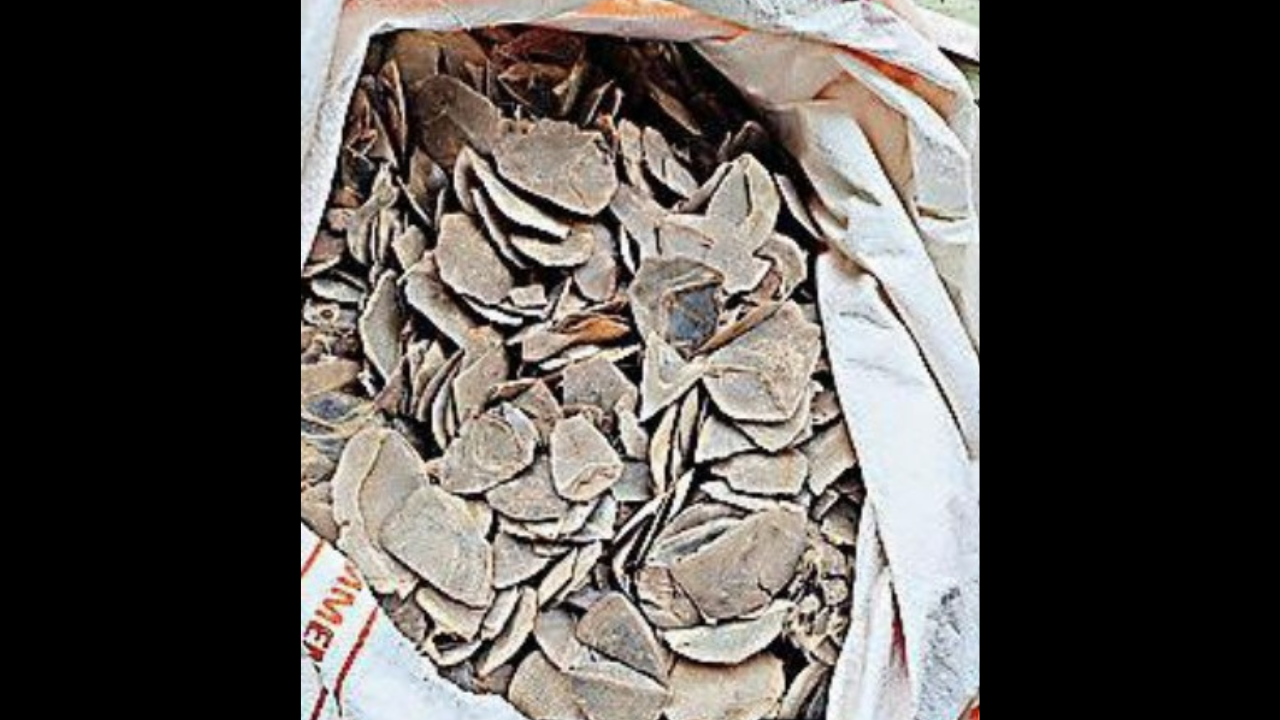 44kg of pangolin scales seized at Mizoram-Myanmar border, 2 held
