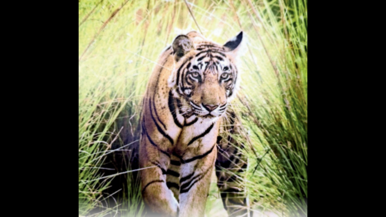 The grass forest was replaced by sugarcane crops that served as an extension to the wildlife habitat, and tigers came back to live in the human-dominated landscape.