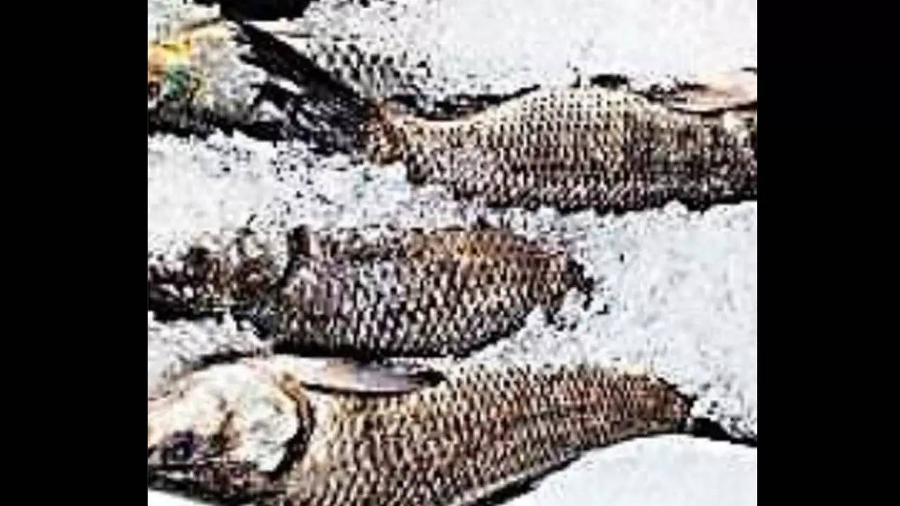 'Kolkata lab failed to ascertain if fish from Mizoram was laced with kerosene'