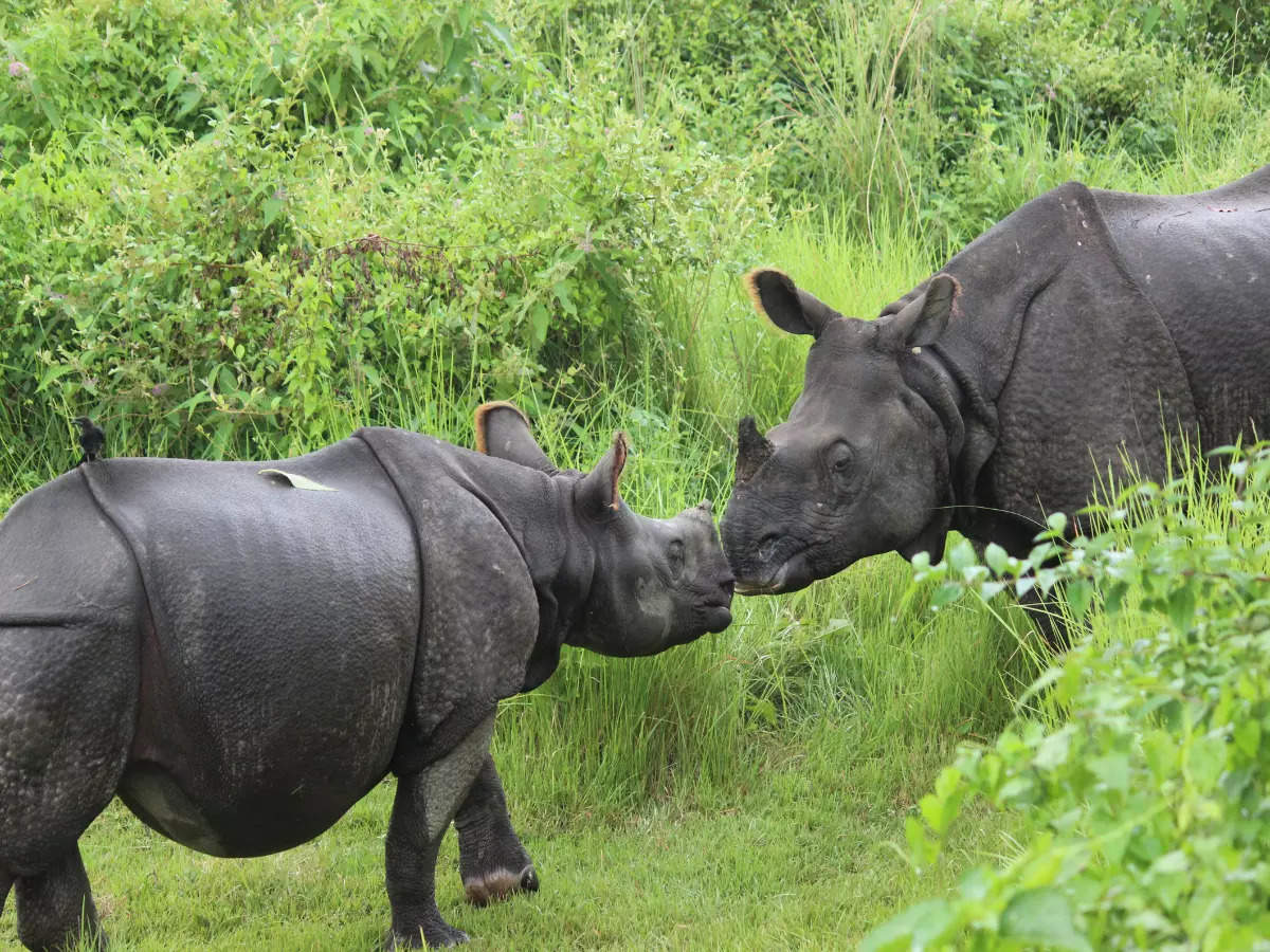 Chitwan National Park: Exploring Nepal's pristine biodiversity hotspot