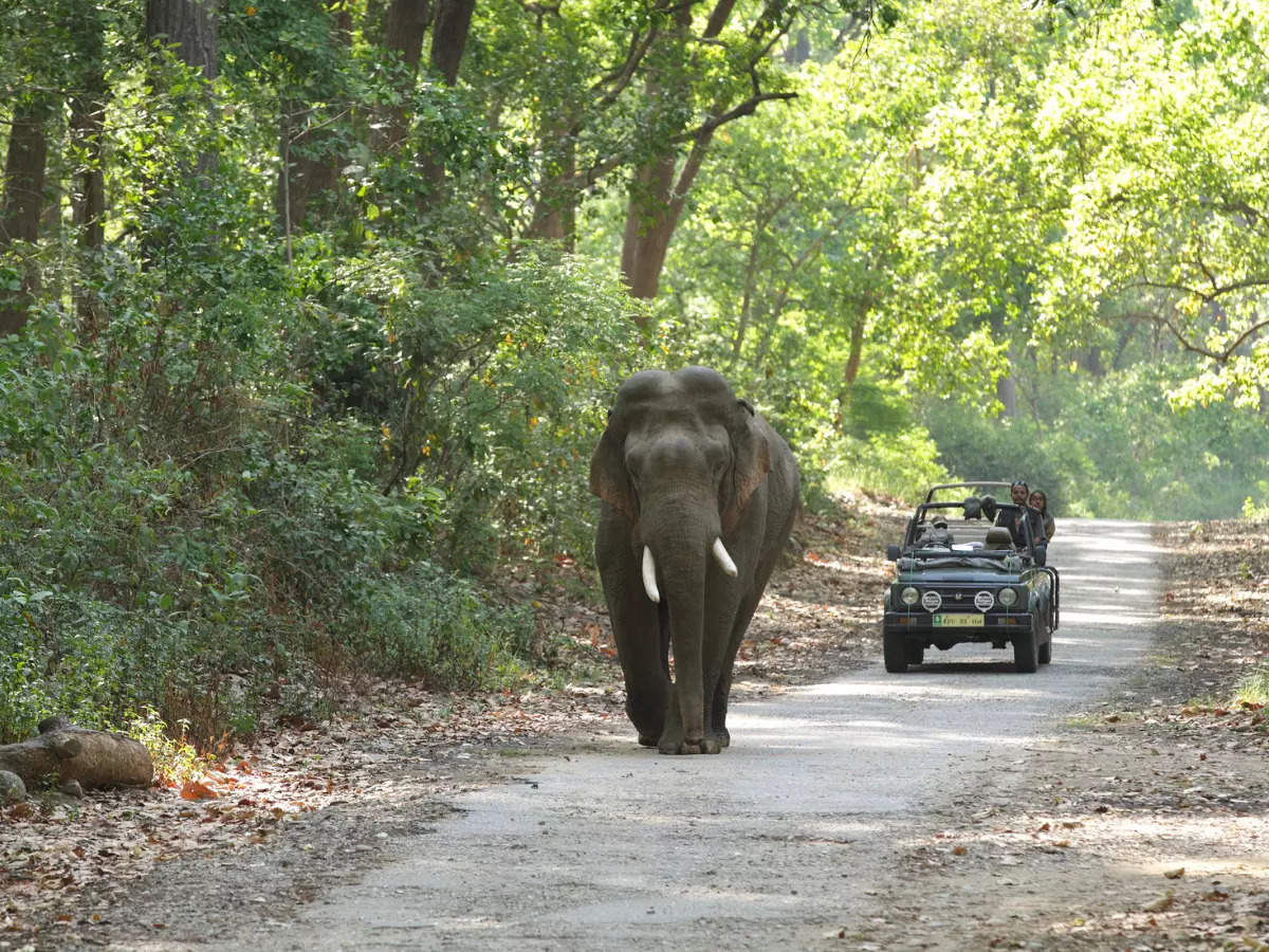 These national parks in India are now shut for tourists due to monsoon