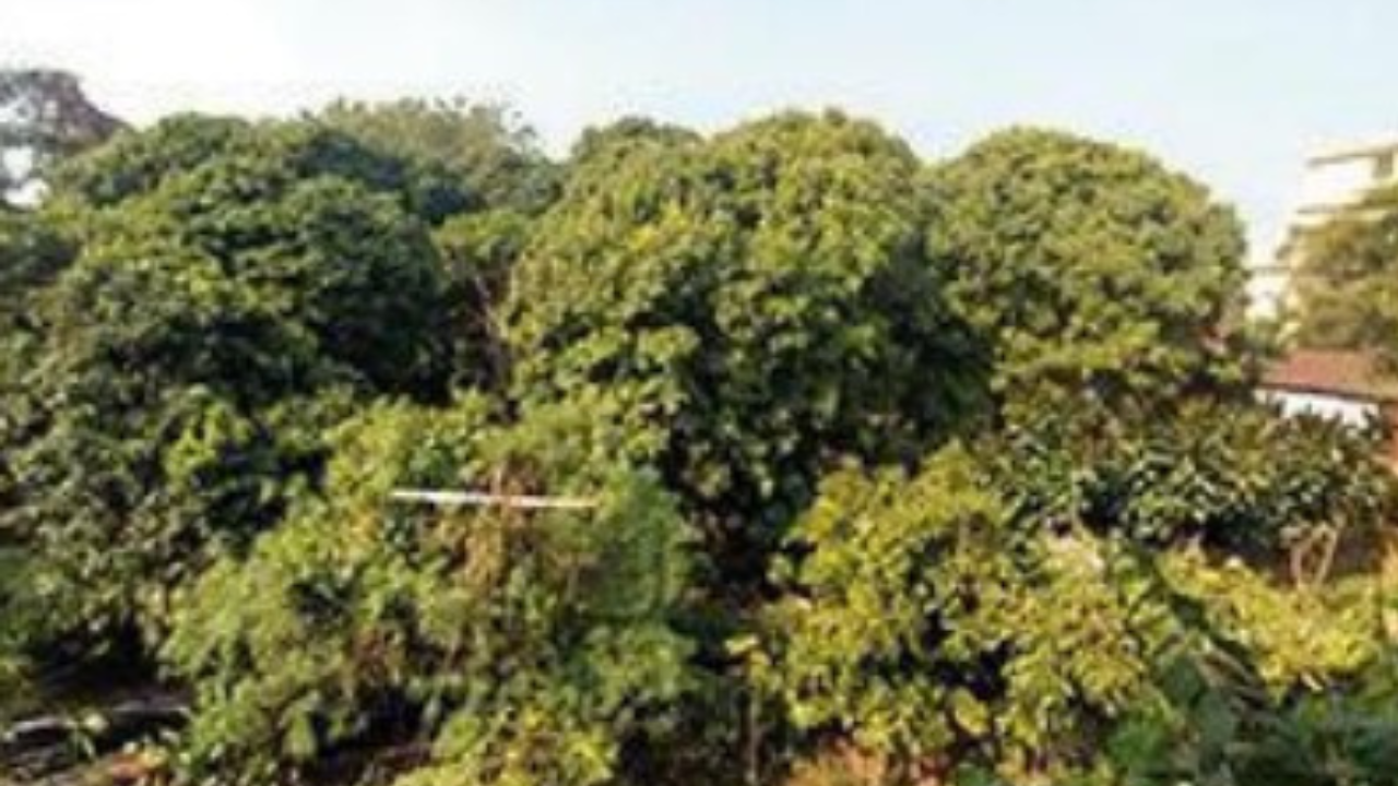 Jolly Grant Airport, Dehradun Map, Property Rates, Projects, Photos