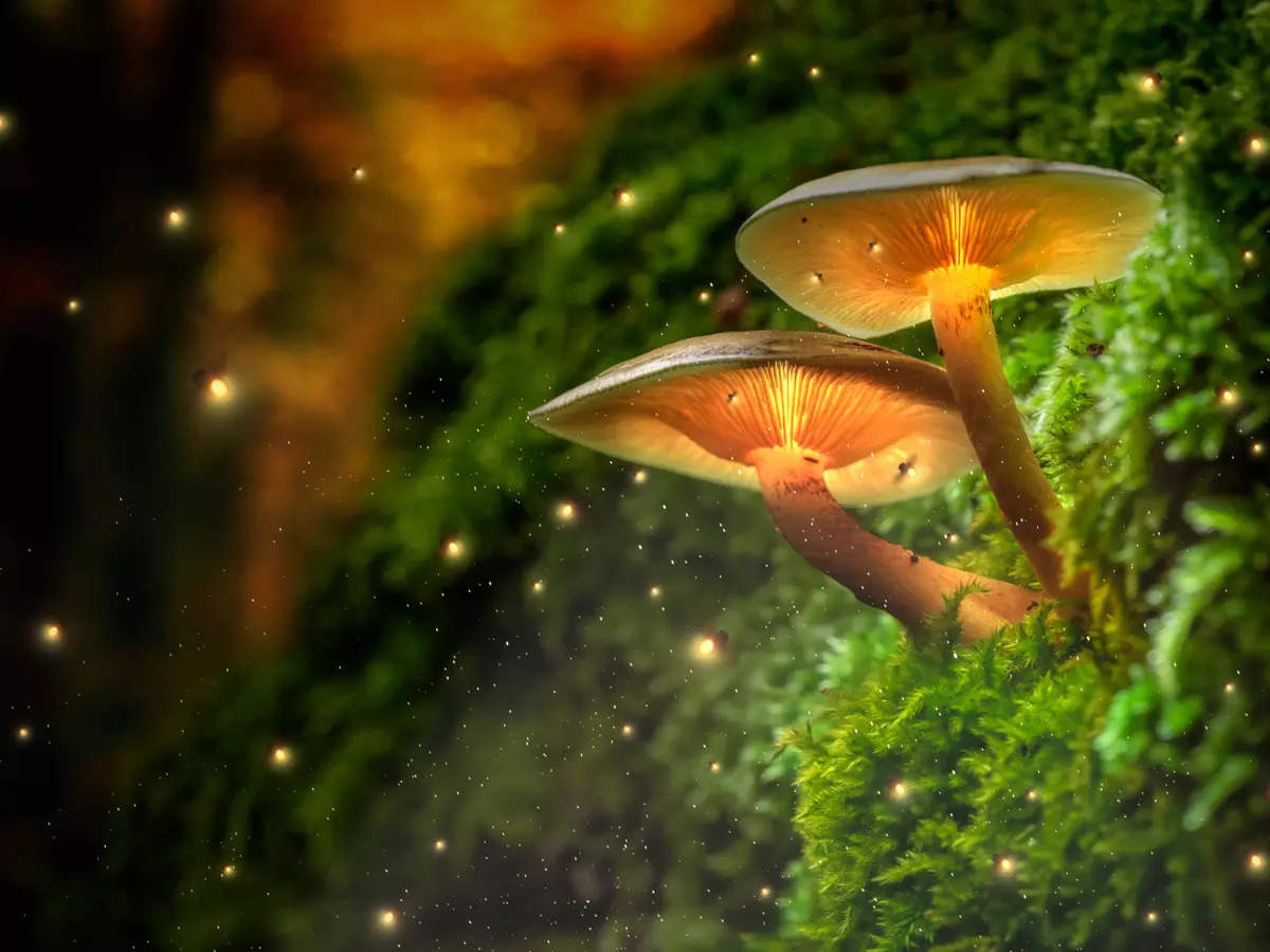 Bizarre travel: Where to see glowing mushrooms in India?