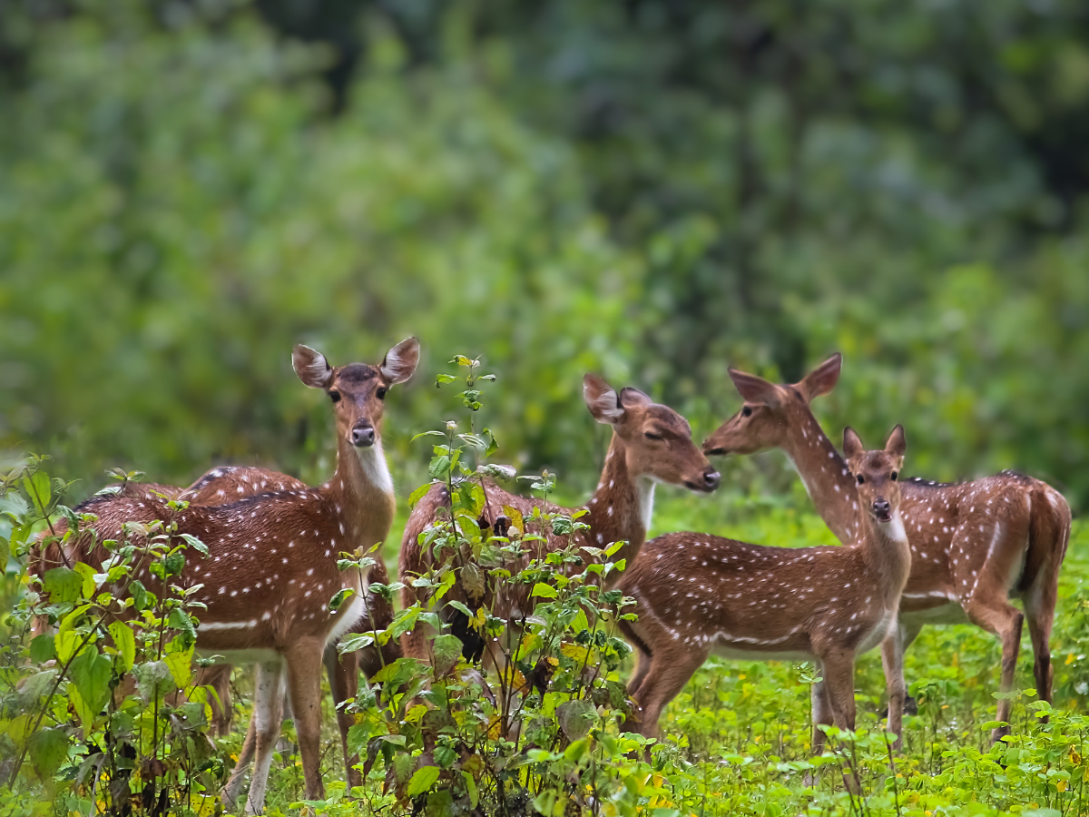 Karnataka: Those visiting eco-tourism sites will now get insurance cover