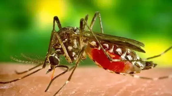 Dengue Cases In B’luru: Dk Health Dept On Alert | Mangaluru News – Times of India