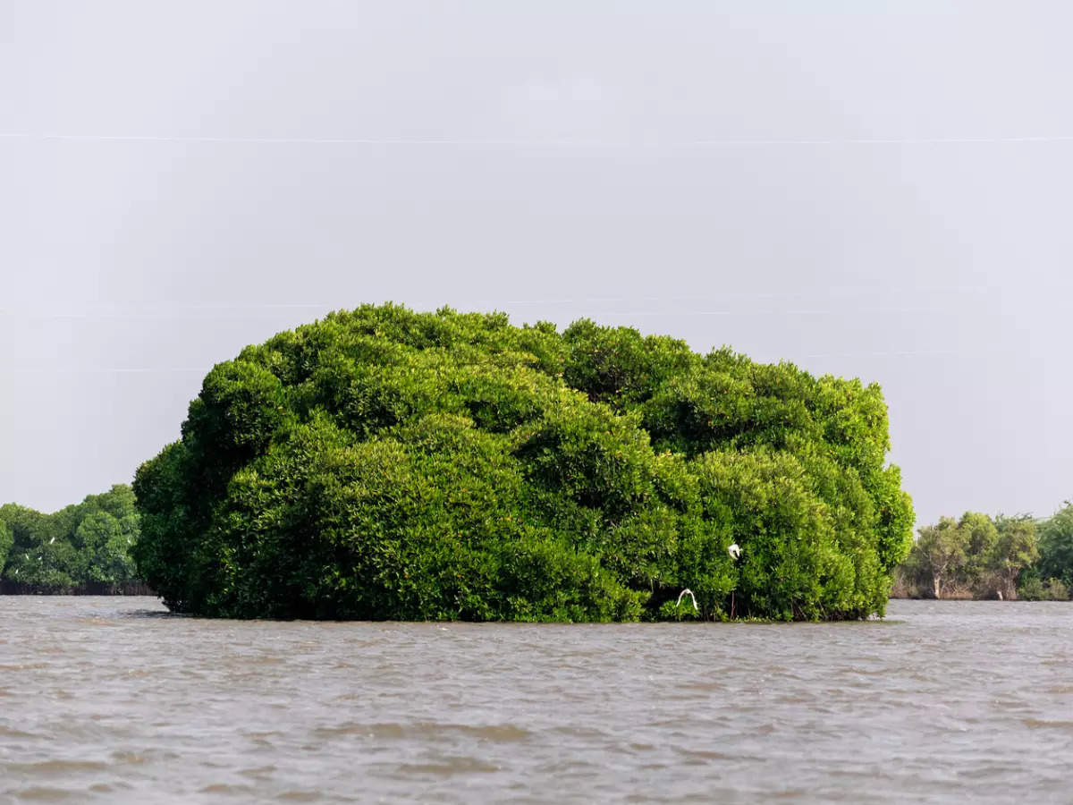 Pichavaram mangroves are the aquatic superheroes of Tamil Nadu