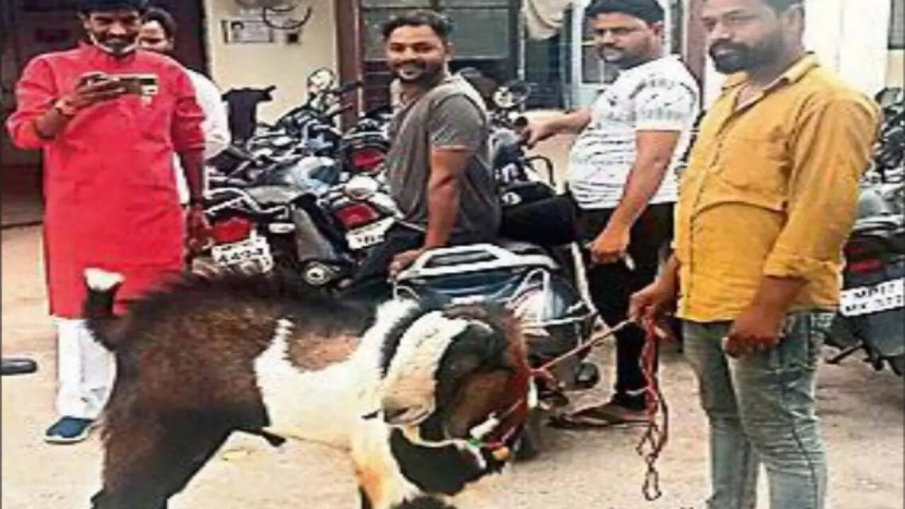 Owners lock horns ahead of Bakrid, goat gets new lease of life