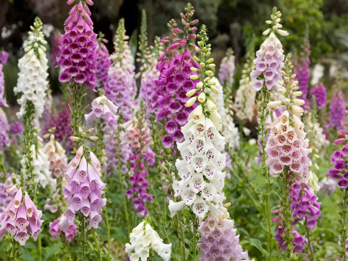 Foxglove bloom paints the Kashmir valley pink and white!