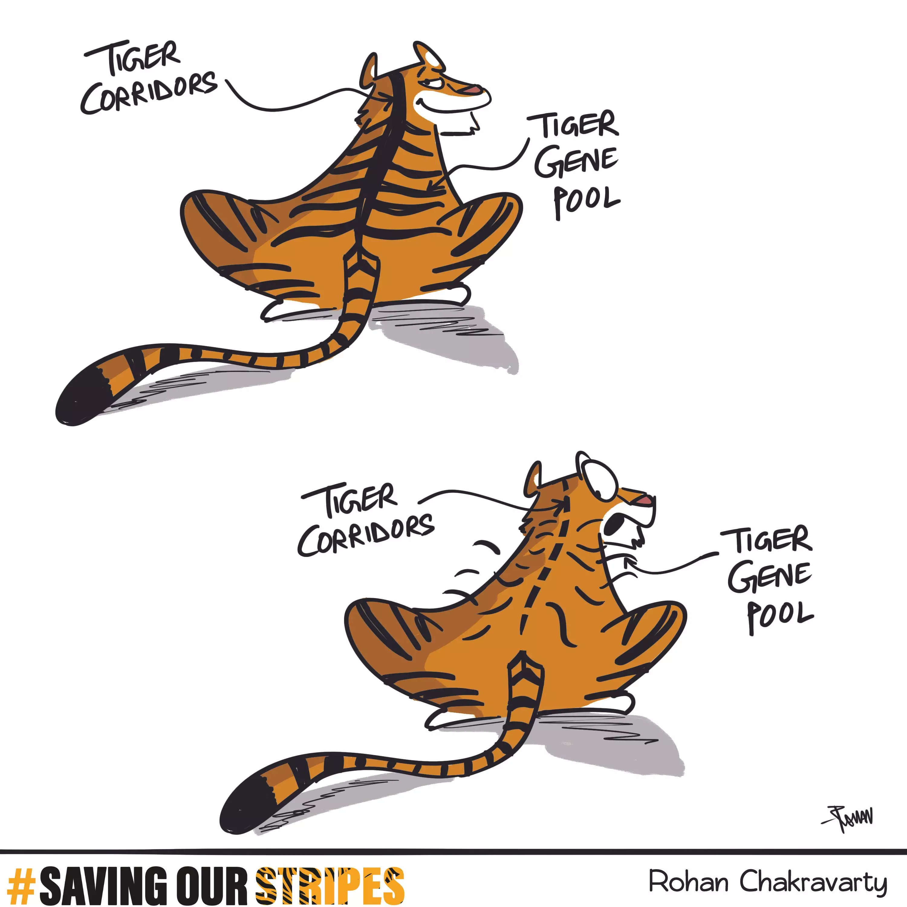Tiger corridors and gene pool - it's not just science, it's our future. Let's make sure we don't lose our habitat connectivity and genetic diversity.