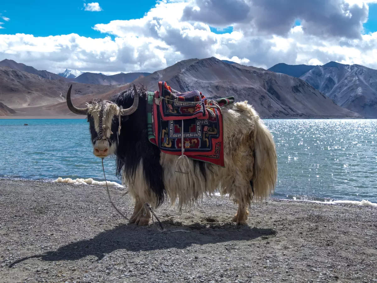 Third edition of Ladakh Nomadic Festival to be held at Hanle in July