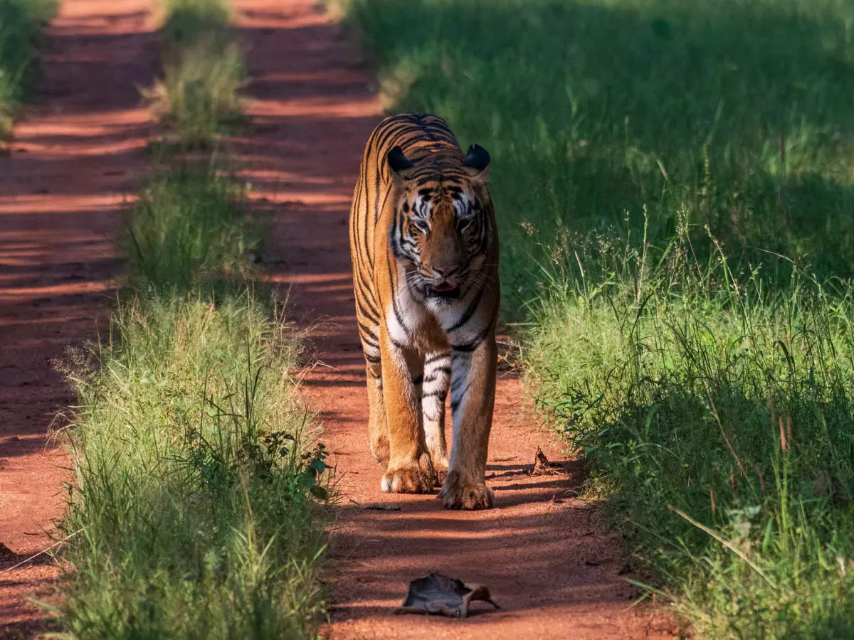 What’s inside India’s smallest tiger reserve?