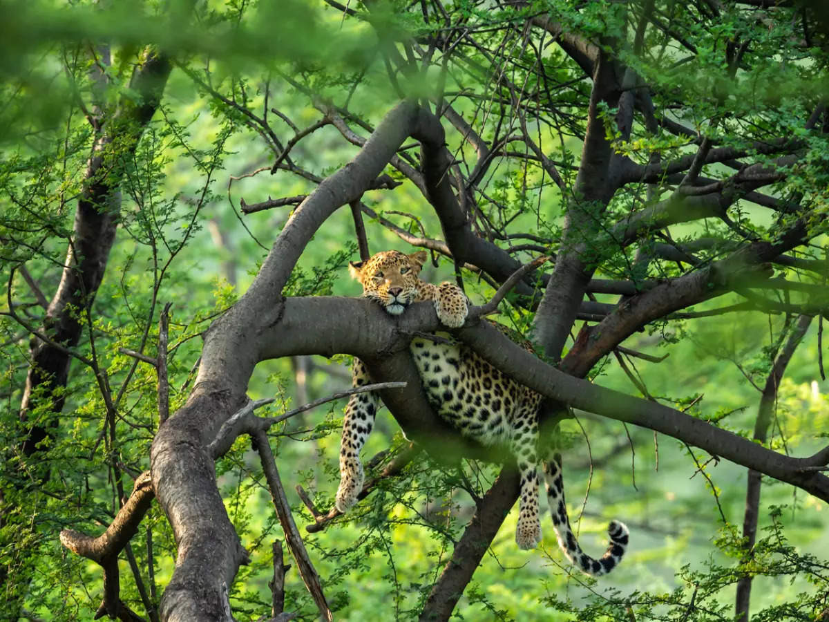 Best places to spot leopards in India