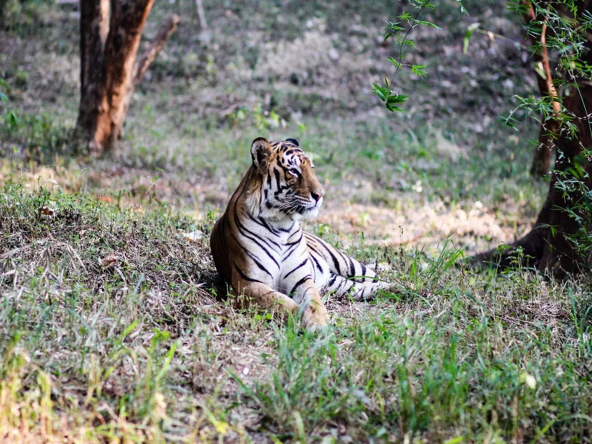 What’s inside Karnataka’s Kali Tiger Reserve?