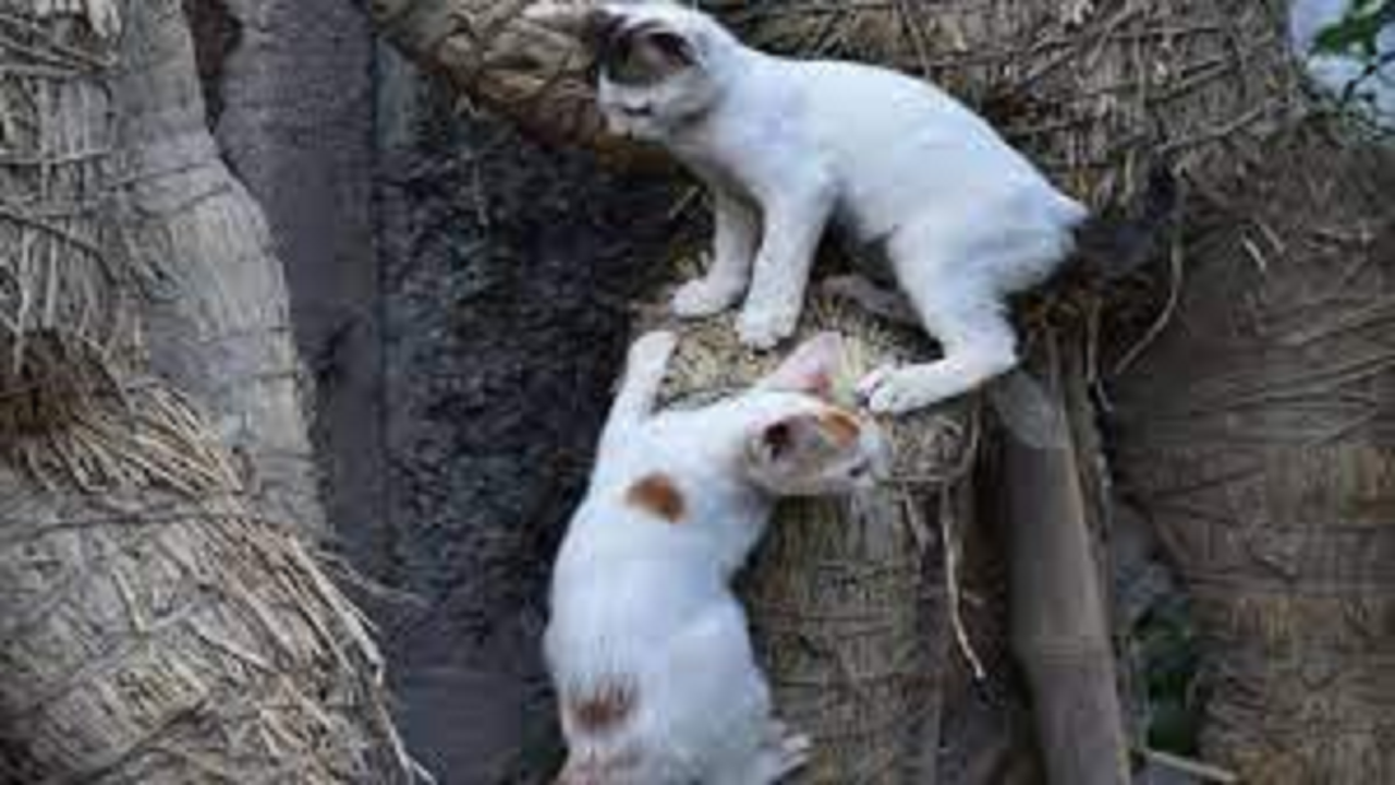 Pmc: PMC’s new sterilization drive fails to cap rise in stray cat population | Pune News – Times of India