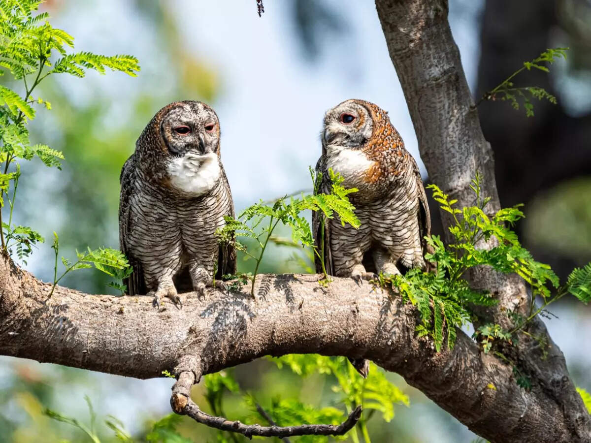 Only In India Wildlife Species Endemic To The Country Times Of India 