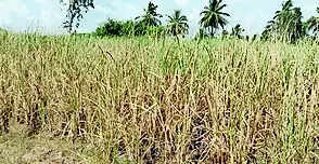 Sugarcane On 43,495 Hectares Withers Due To Lack Of Water | Mysuru News – Times of India