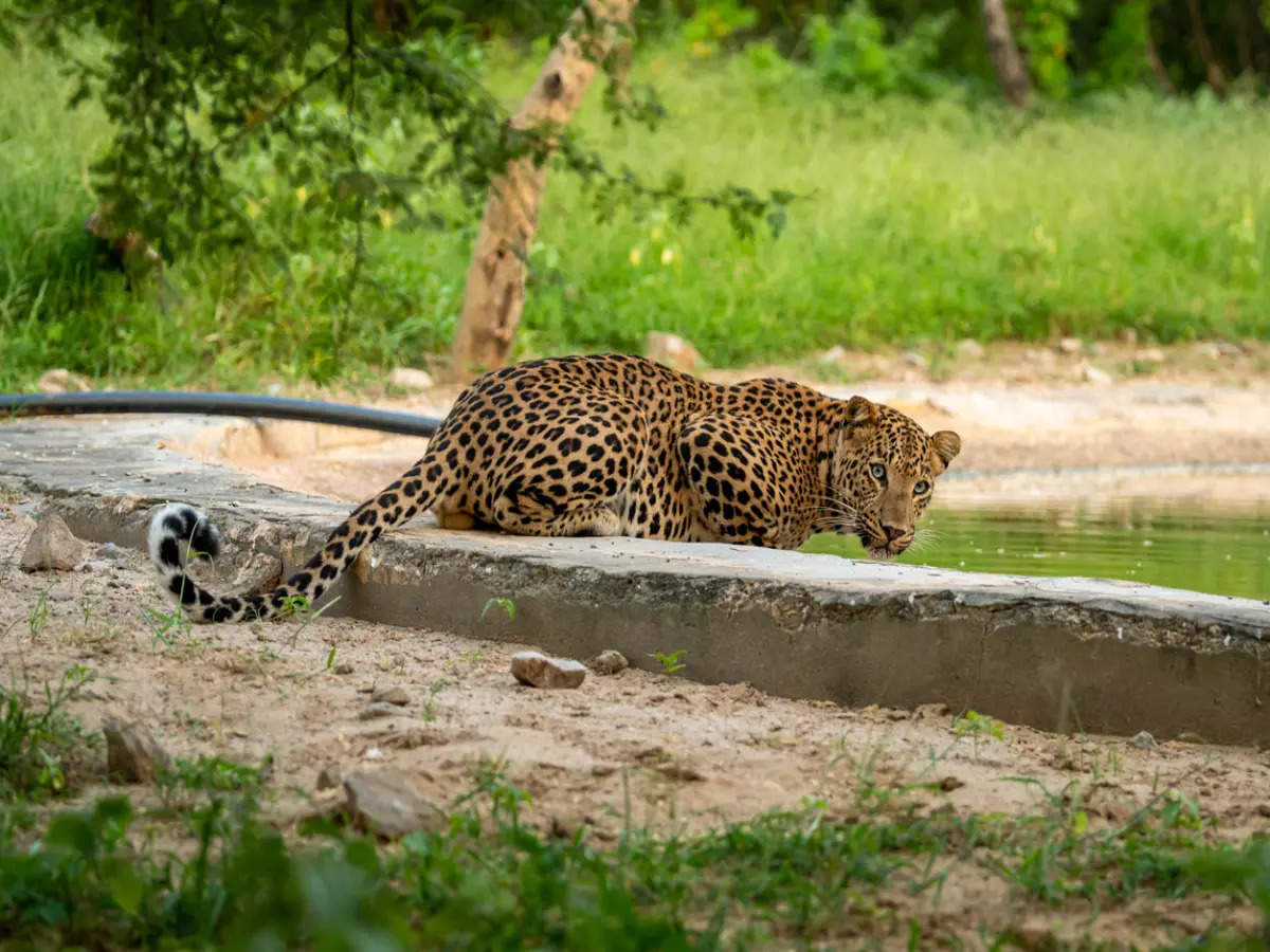 How to plan an exciting day at Jhalana Leopard Safari Park?