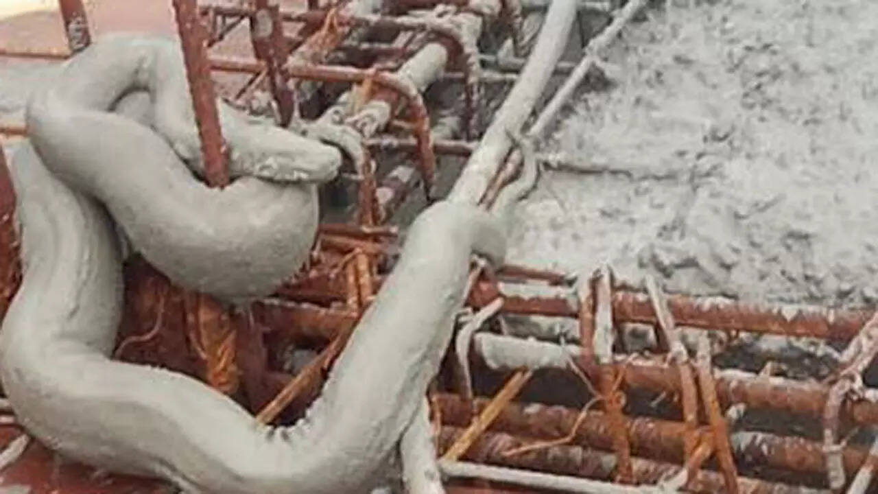 Python climbs up 13th floor terrace of Ghatkopar tower