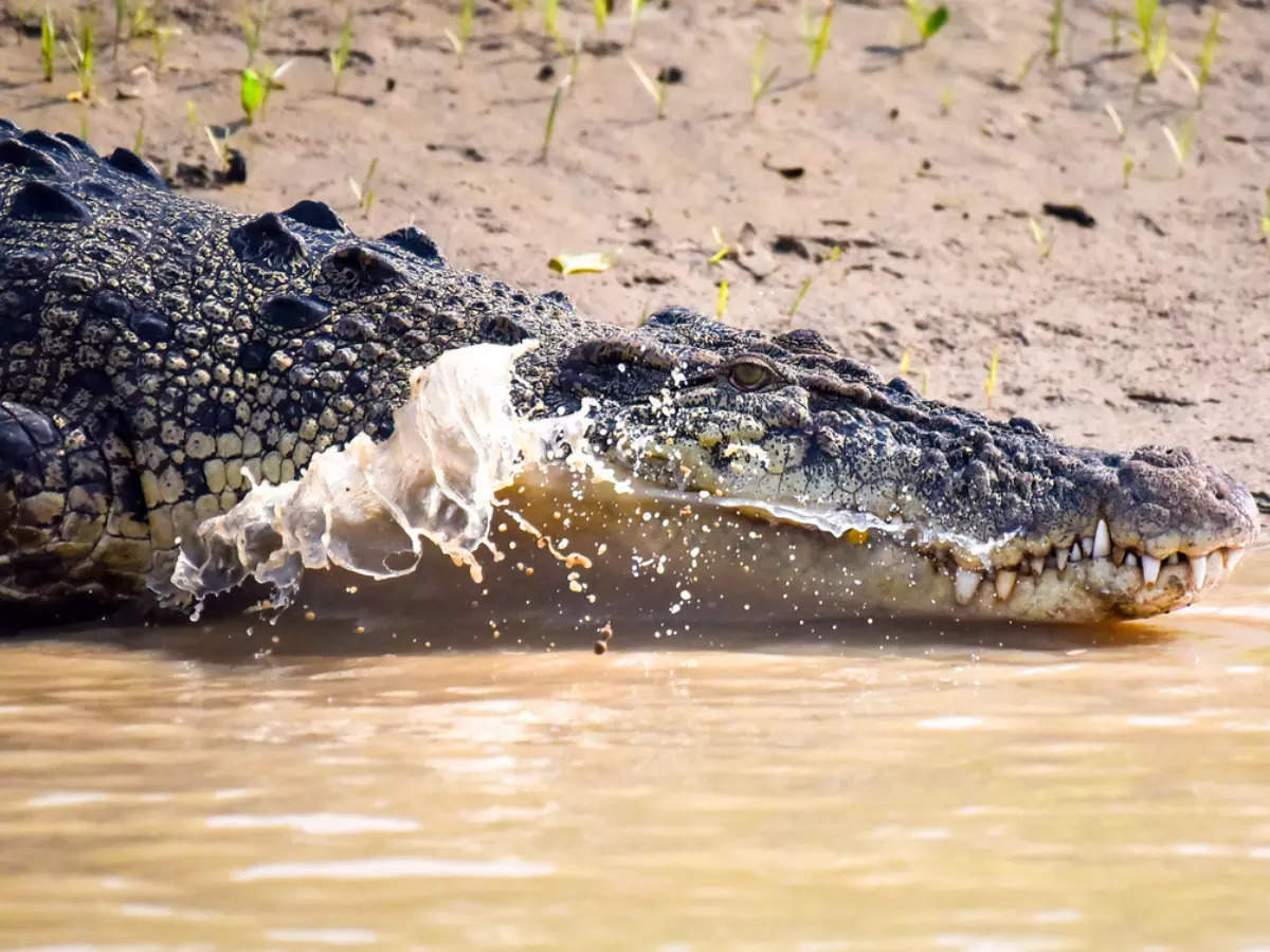 Odisha: Bhitarkanika National Park reopens for visitors; important things to remember