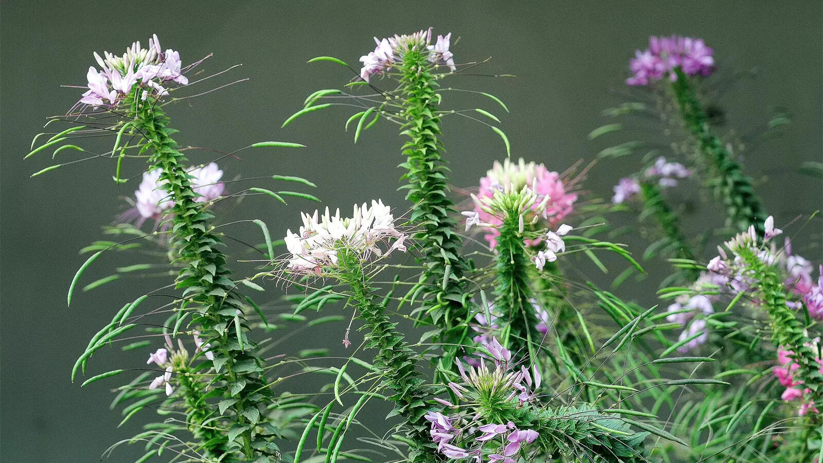 ‘Tree Show’ of Indigenous Species to Begin on August 4 – Times of India