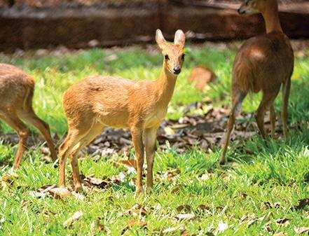 Rs 150 crore upgrade on cards for Bondla Zoo: Forest minister