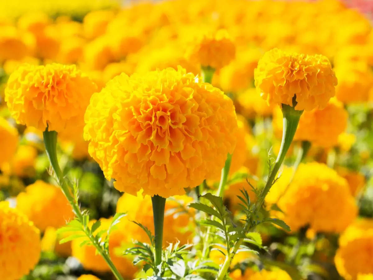 Kattakkada in Kerala is attracting tourists with its amazing marigold cultivation