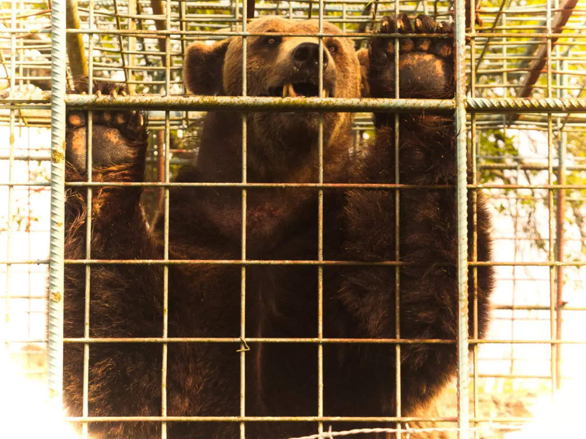 Flight to Dubai disrupted as bear breaks out of its cage in the cargo!