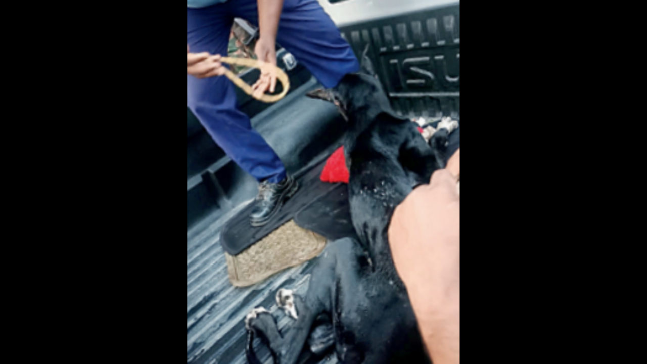 Great Dane gasping for breath in locked car at KIA rescued | Bengaluru News – Times of India