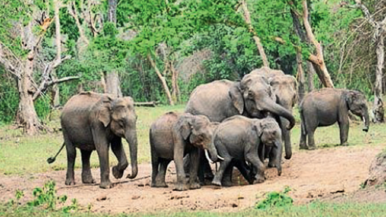 6 years on, elephant numbers shrink in Bengaluru’s backyard | Bengaluru News – Times of India