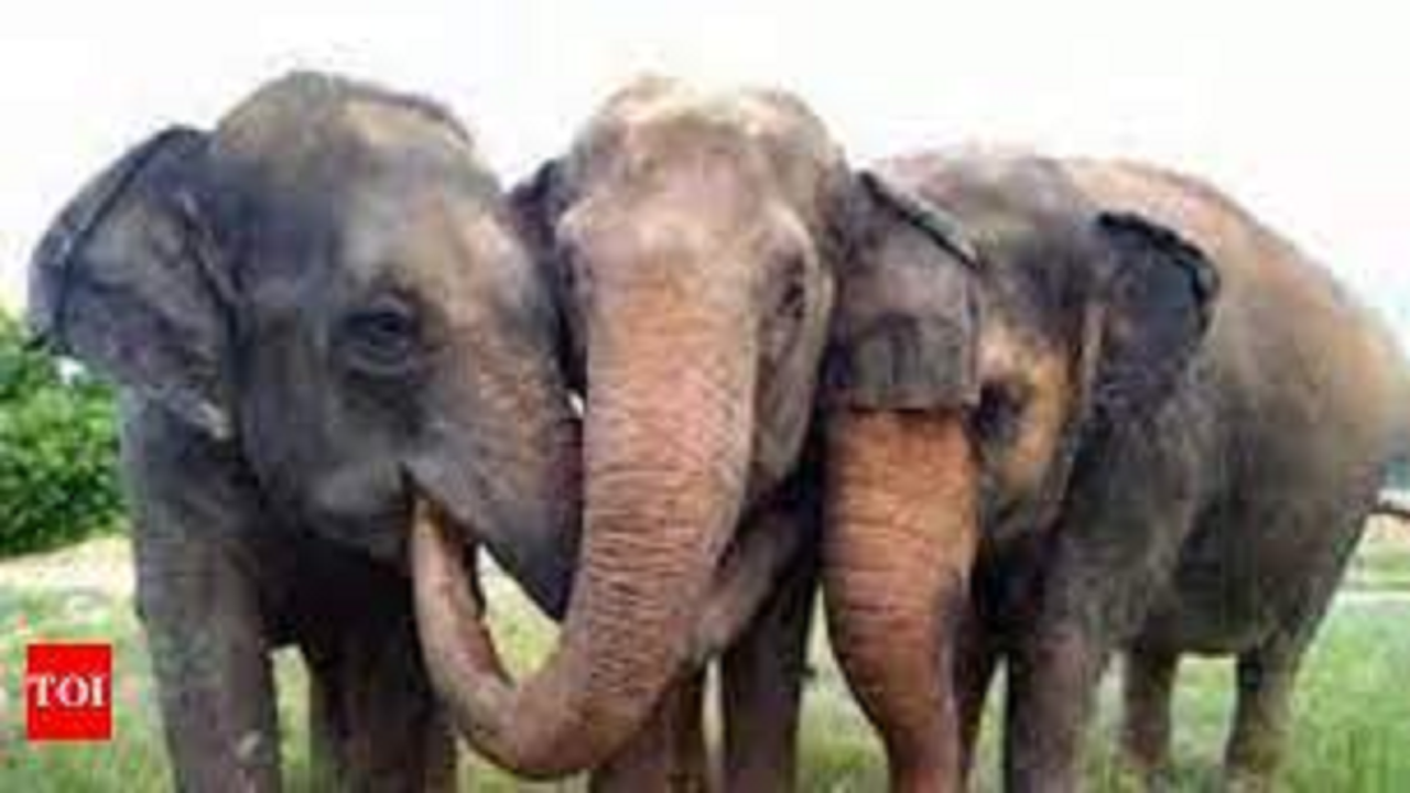 Chamarajanagar: At 50%, Chamarajanagar & Mysuru dists have jumbo share of elephants | Bengaluru News – Times of India