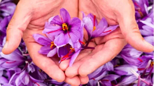Why Kashmir saffron considered best in world. Watch video