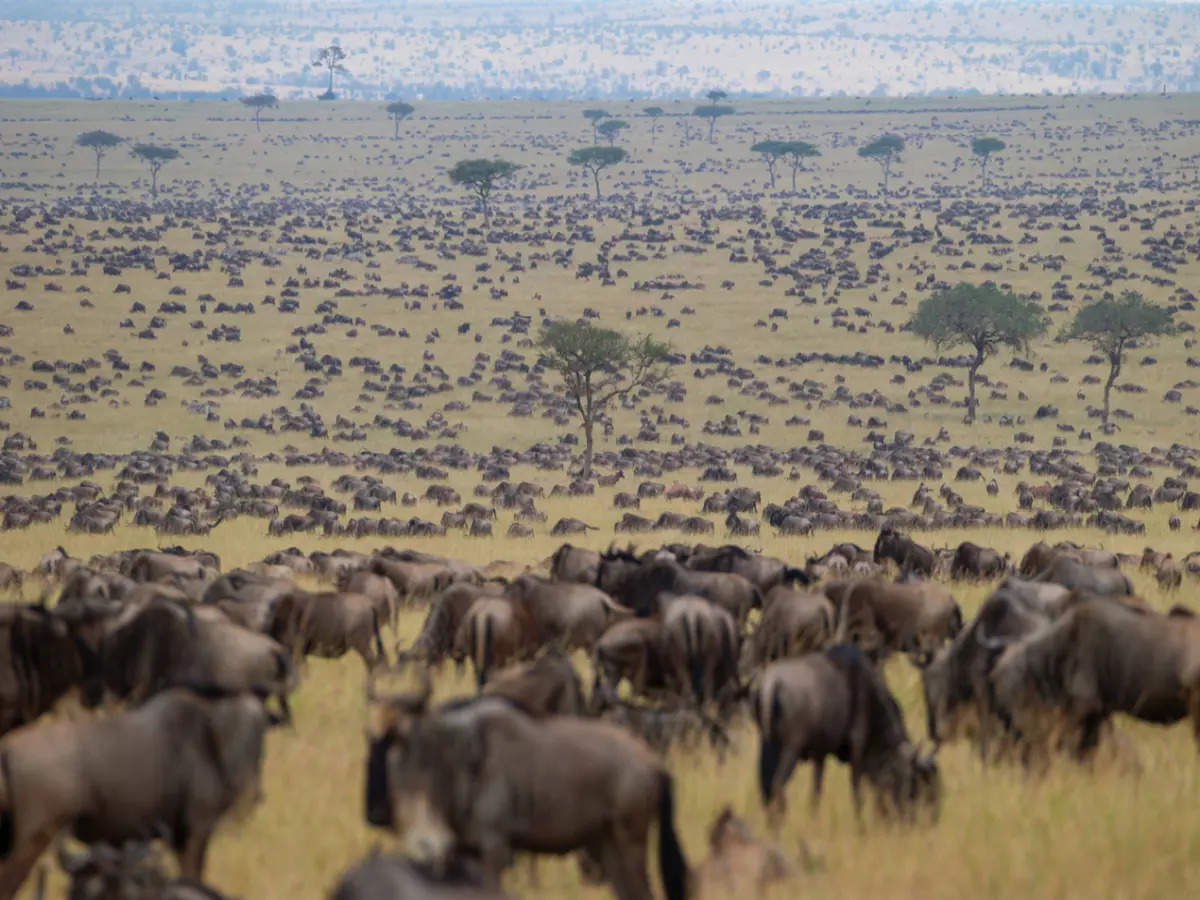 Now’s the best time to witness the Great Migration in Masai Mara, Kenya