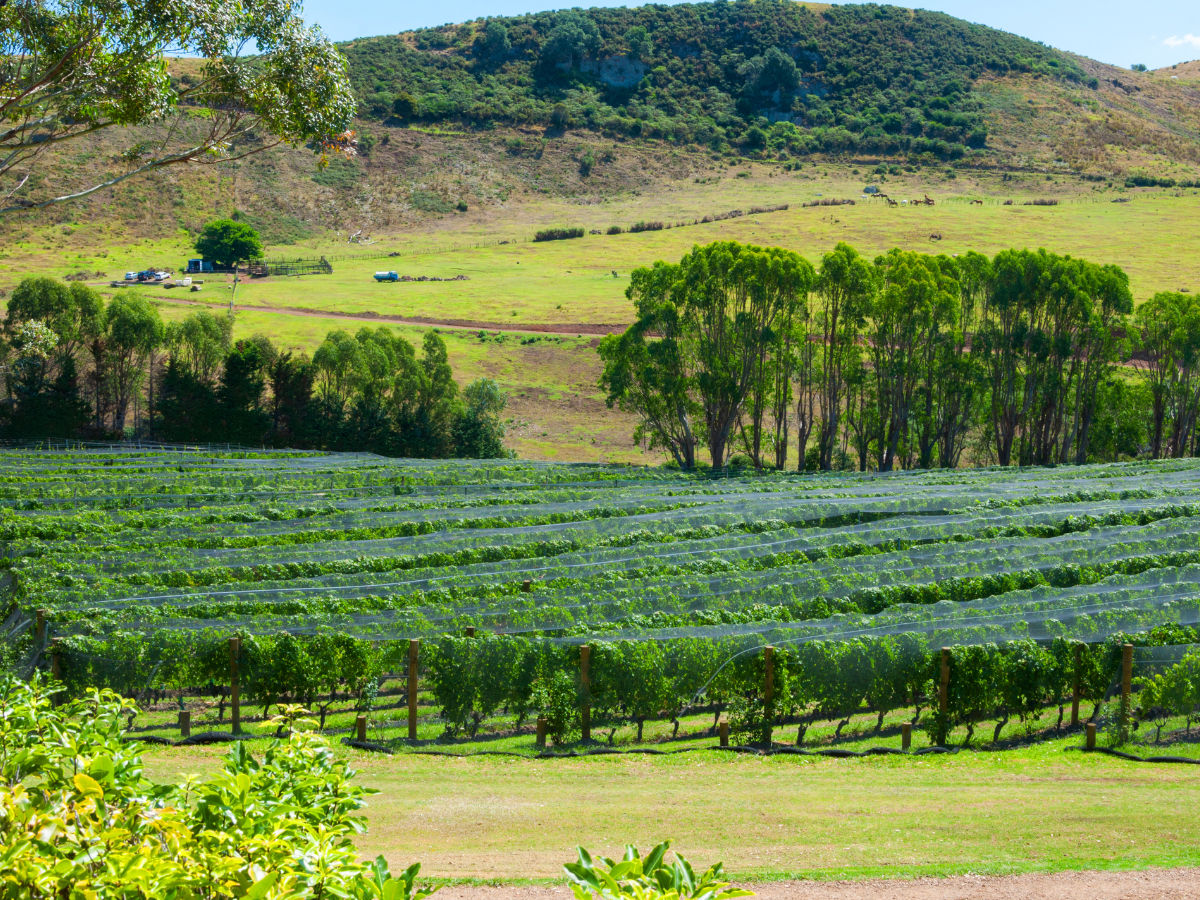 Mark International Pinot Noir Day with a trip to New Zealand's vineyards