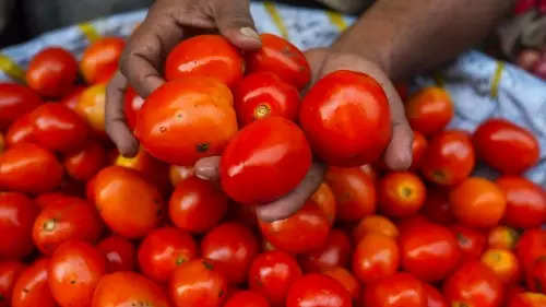 Relief for common man: Tomato prices set to decline as wholesale prices fall over 30%