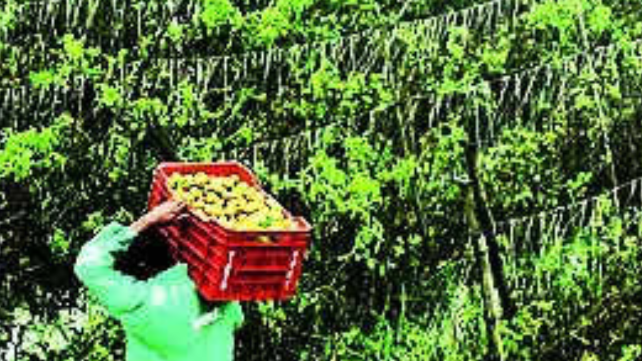 After 12 weeks of soaring prices, tomato drops below Rs 100/kg | Kolkata News – Times of India