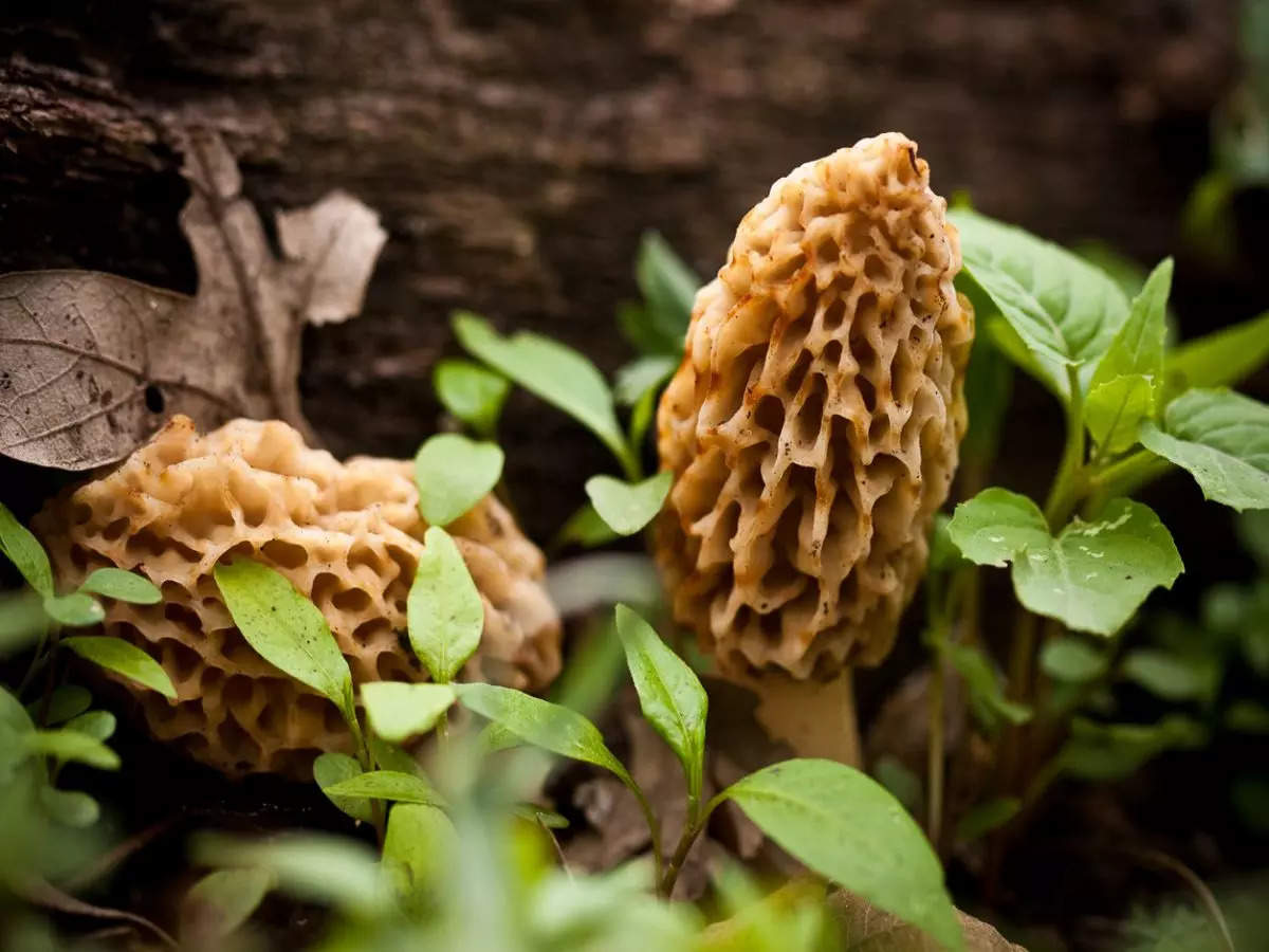 Gucchi: Foraging for world’s most expensive mushroom in Kashmir, Himachal Pradesh