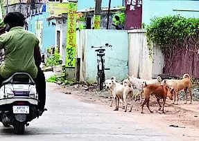 Stray Dog Menace On The Rise In Haveri; Hosps Report Bite Cases | Hubballi News – Times of India