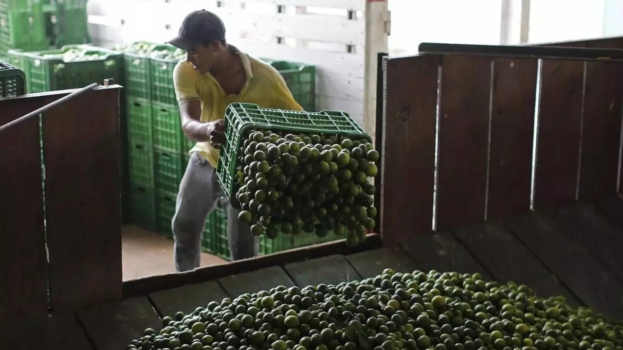 The government of Michoacan state said Wednesday that it has launched a criminal investigation into the extortion of lime growers by a local drug cartel in the western Mexican state. (AP photo)