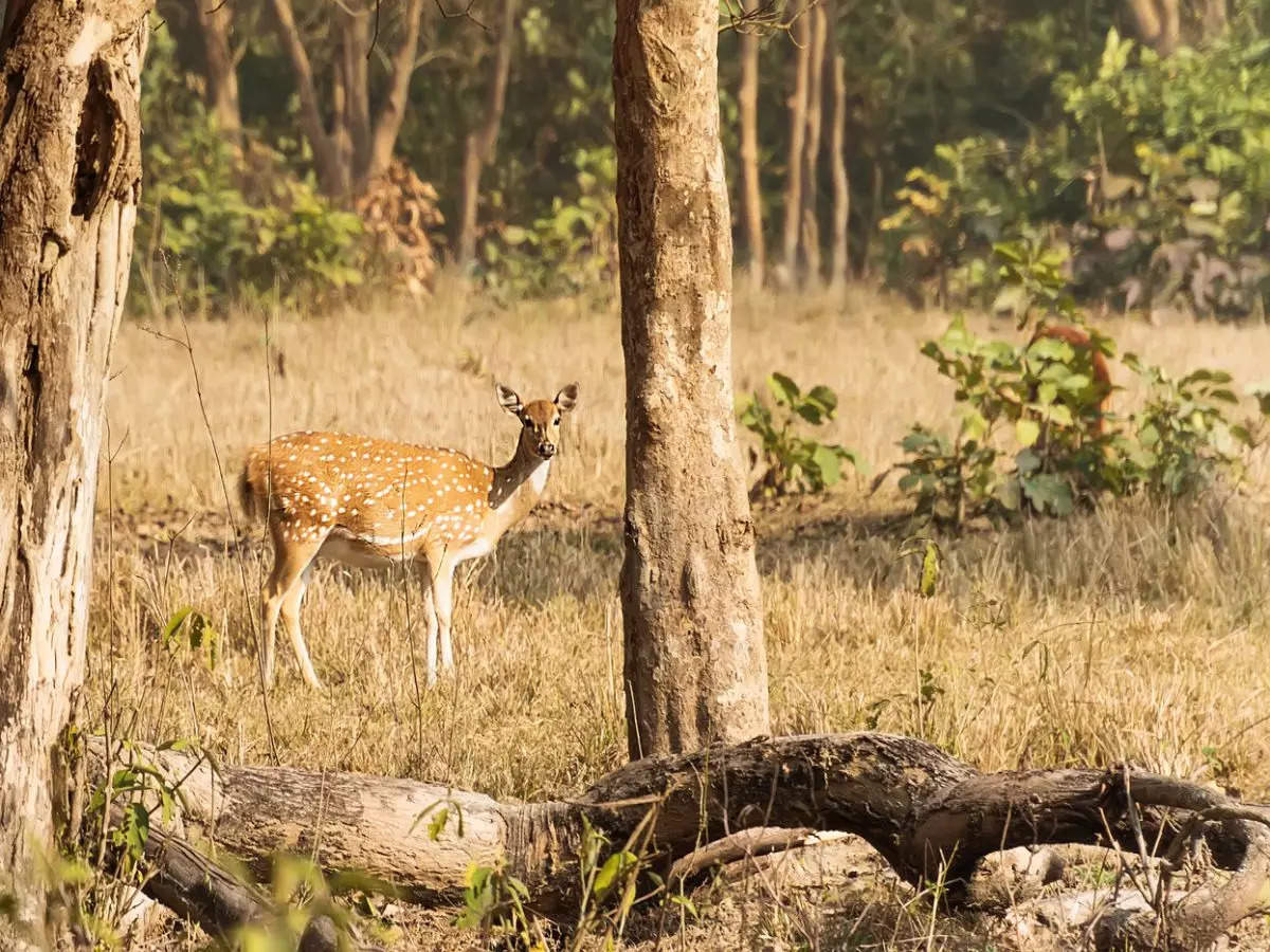 Why should you visit Rajaji National Park in Uttarakhand?